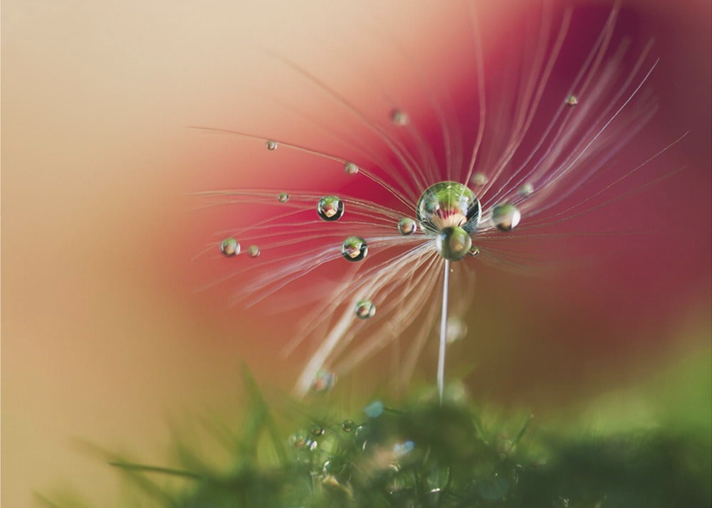 Red Morning | Poster