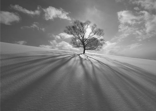 Tree Shadow | Canvas