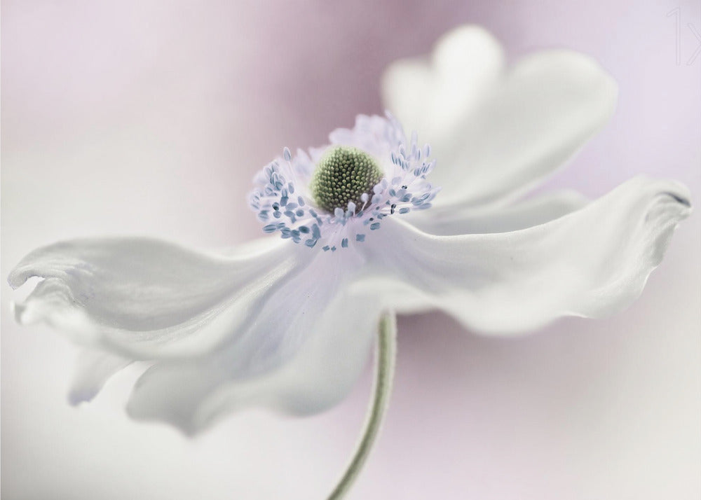Anemone breeze | Canvas