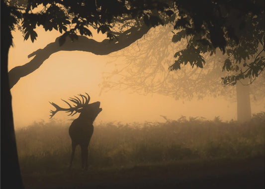 the love call | Wallpaper