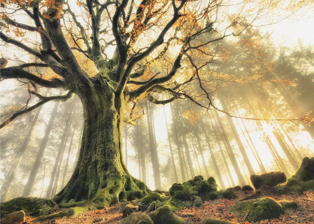 November | Wallpaper