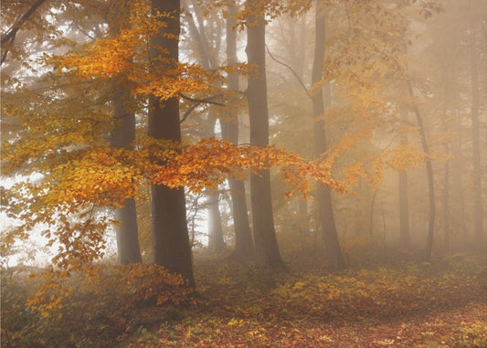 Edge of the woods | Canvas