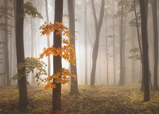 In November Light | Canvas