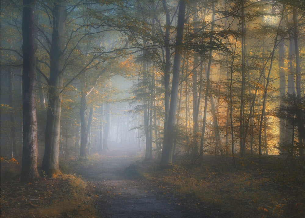 autumn symphony | Canvas