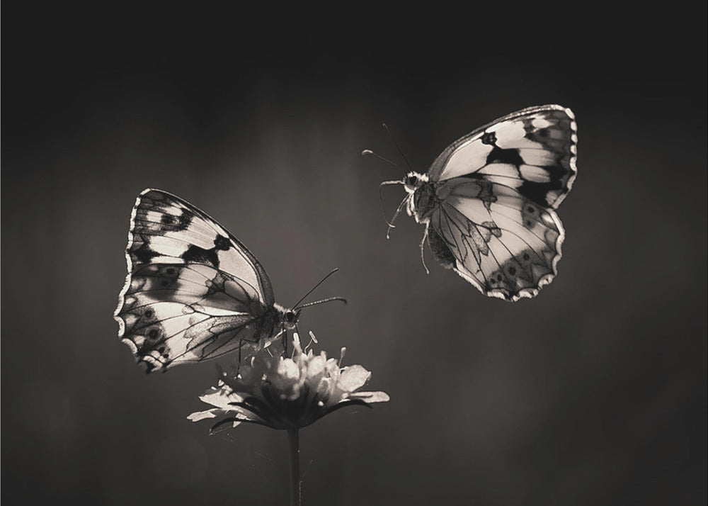 Medioluto norteÃ±a | Canvas