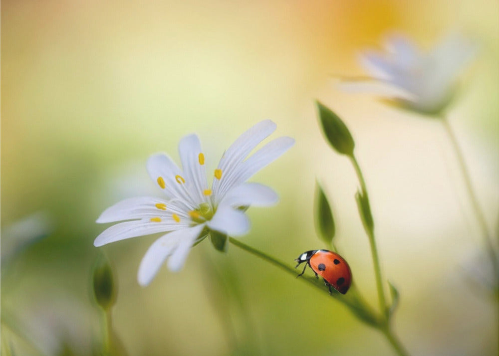Summer beauties | Poster