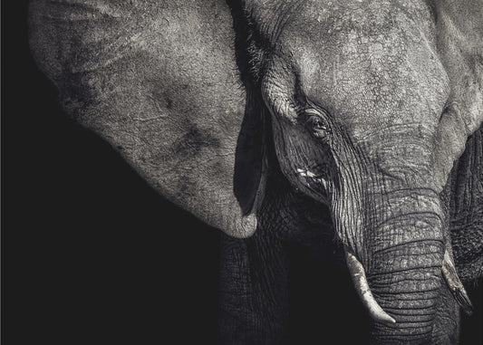 The Matriarch | Canvas