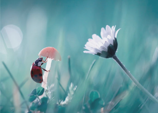 Speed dating | Poster