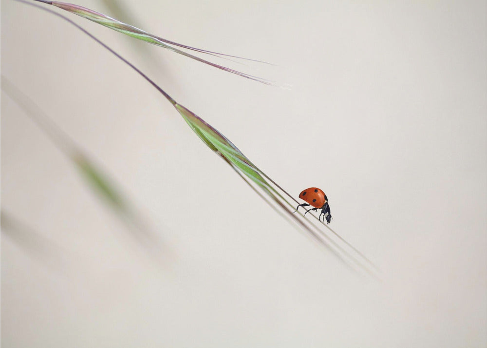 ladybug | Wallpaper
