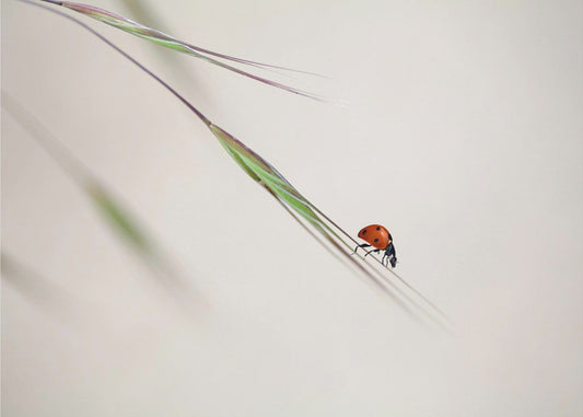 ladybug | Wallpaper