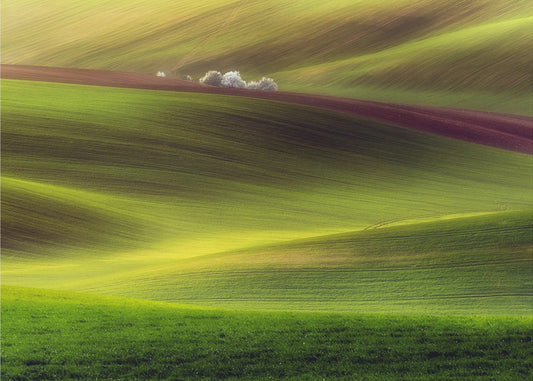 Golden fields | Poster