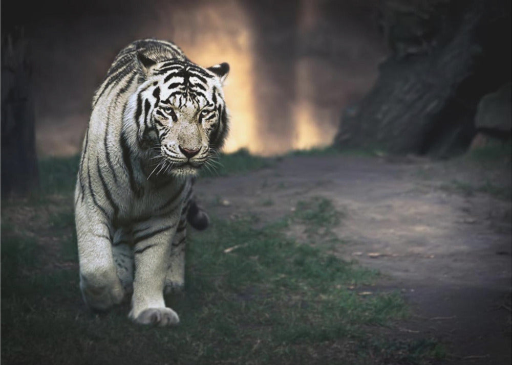 White walker | Canvas