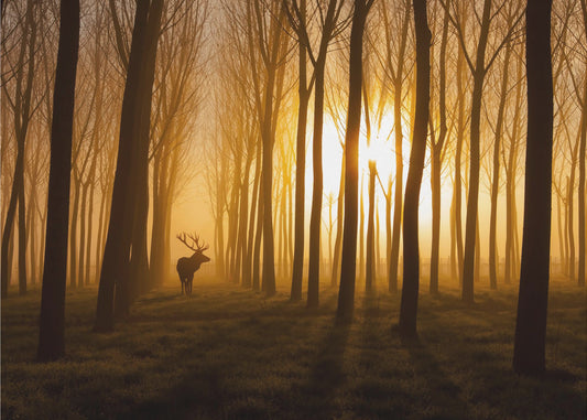 Once Upon a Time | Poster