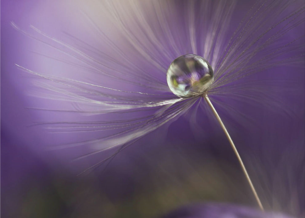 In shades of purple | Poster