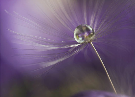 In shades of purple | Canvas