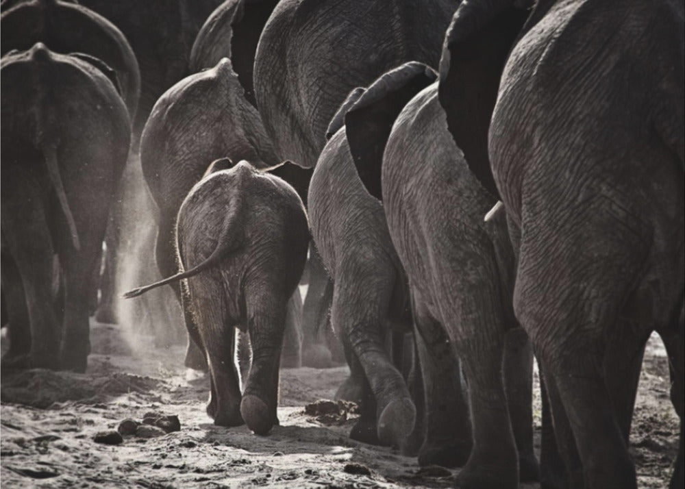 Walking Home | Wallpaper