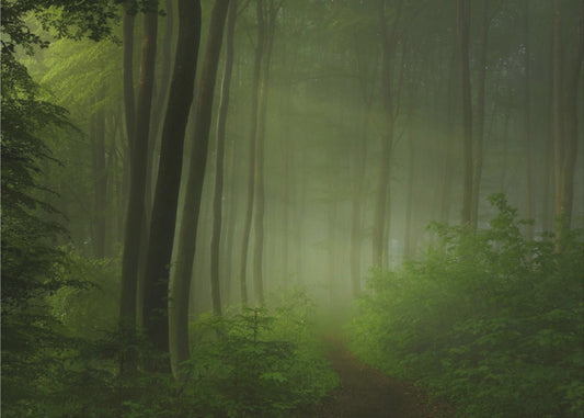 forest morning | Canvas