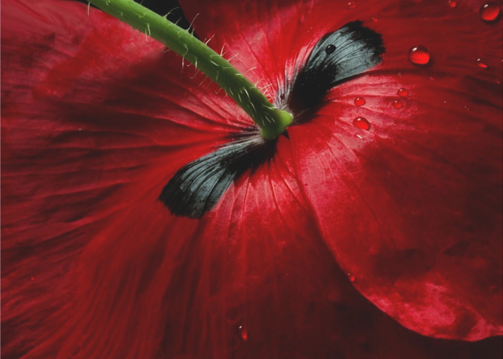 Papaver passion | Poster