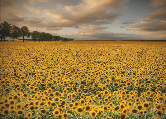 Sunflowers | Poster
