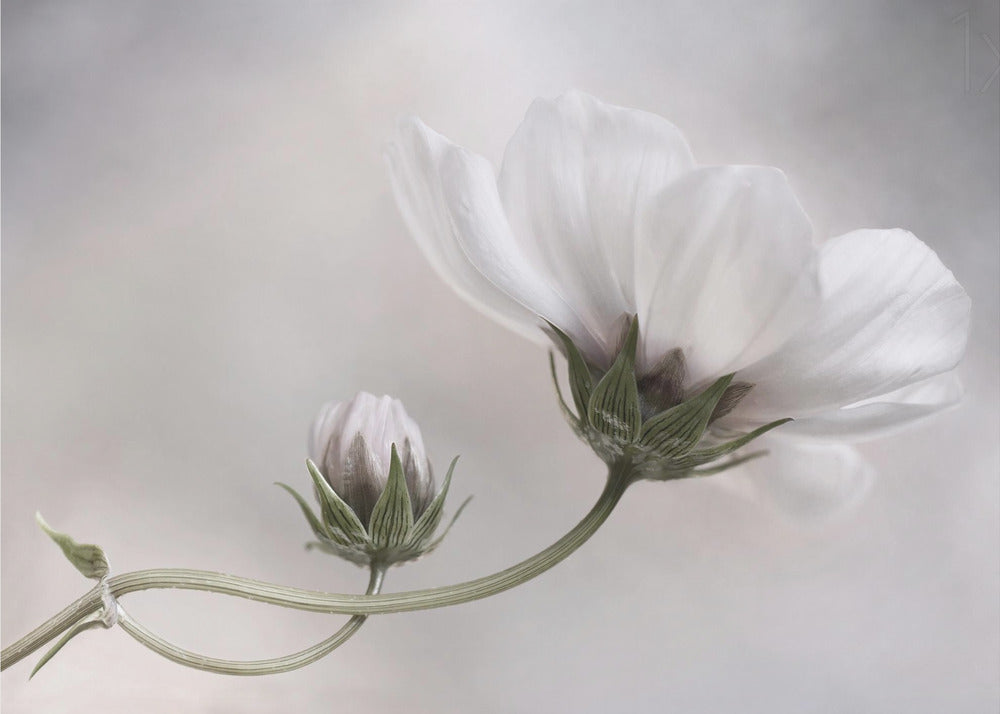 Simply Cosmos | Canvas