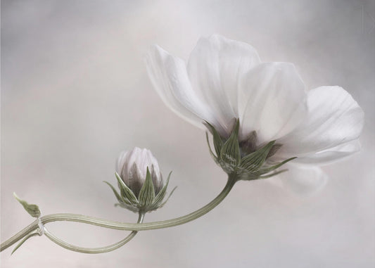 Simply Cosmos | Canvas