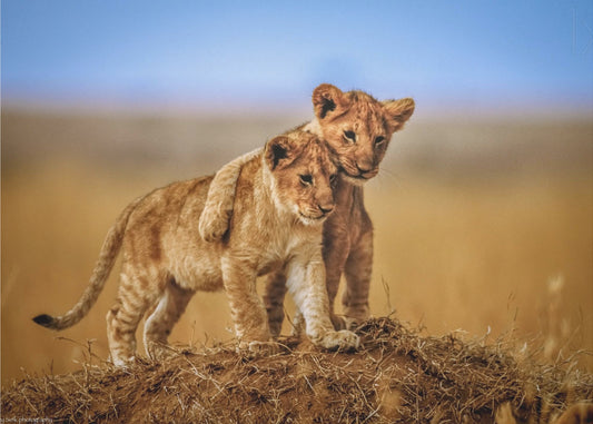 Brothers for Life | Poster