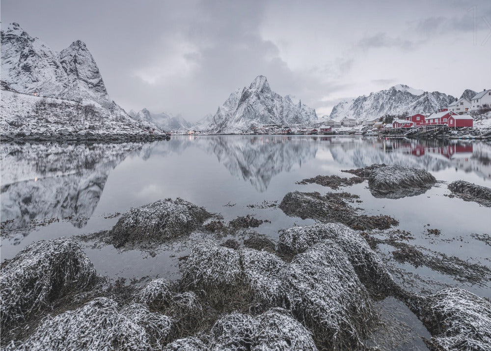 Reine | Canvas