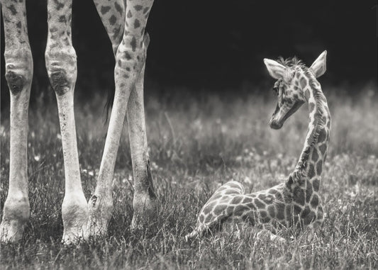 well protected | Canvas