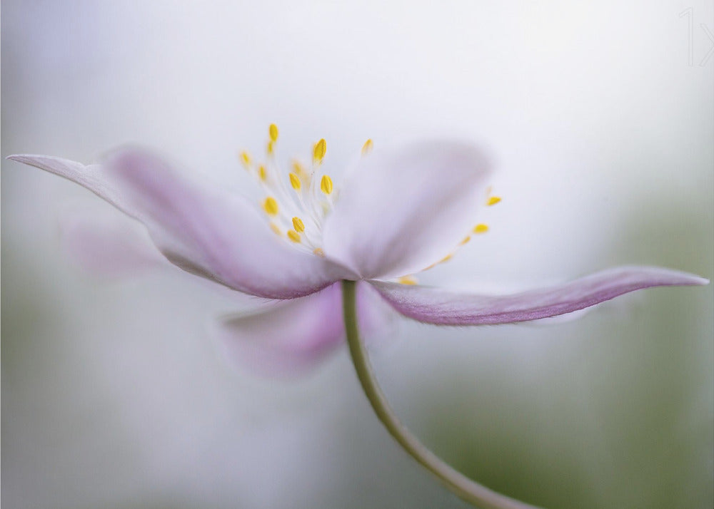 Nemorosa*** | Canvas