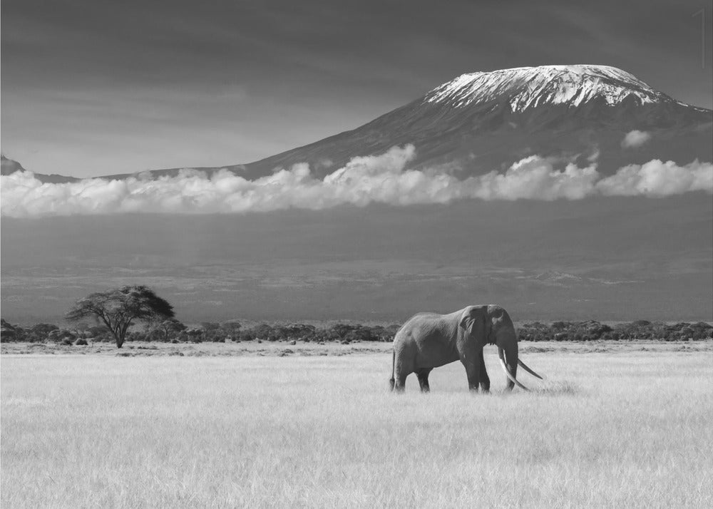 Lost Colors II | Poster