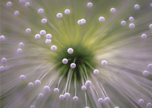 Green and White II | Poster