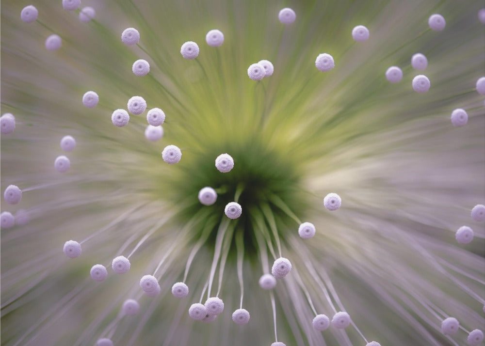 Green and White II | Wallpaper