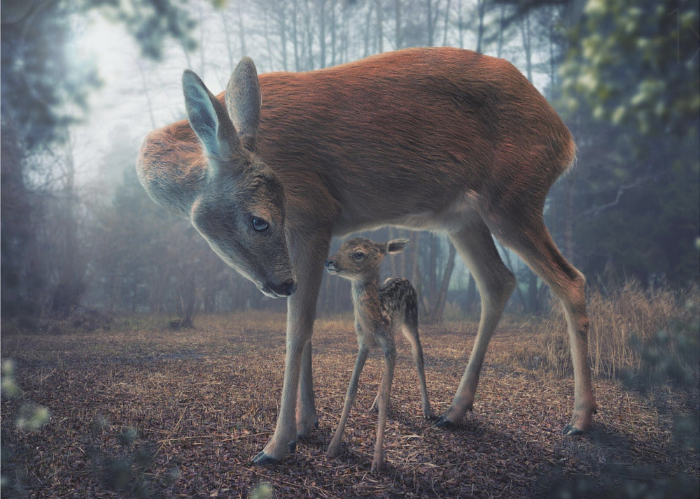 Mother and Fawn | Poster