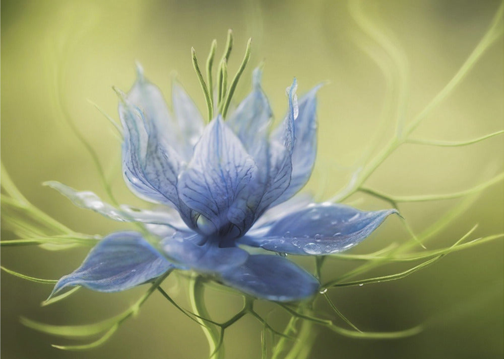 Nigella | Canvas