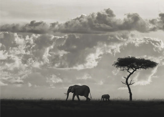 Silhouettes of Mara | Poster