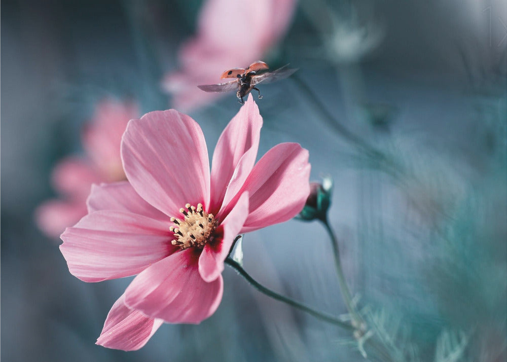 Clair de Terre | Wallpaper