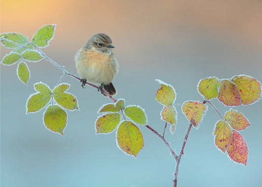 Winter colors | Poster