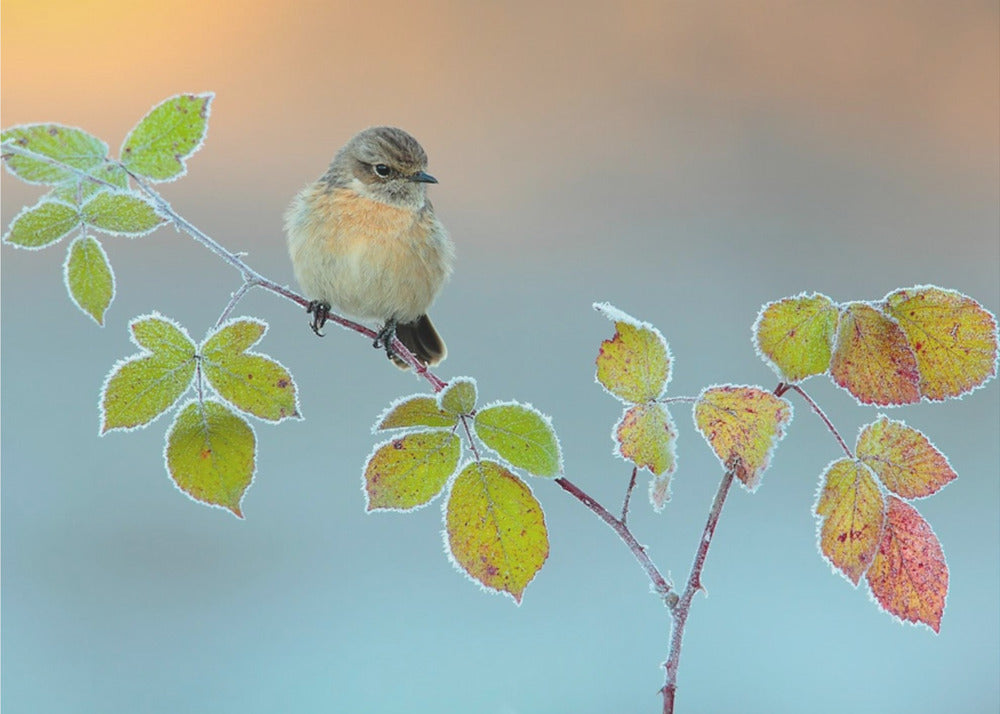 Winter colors | Wallpaper