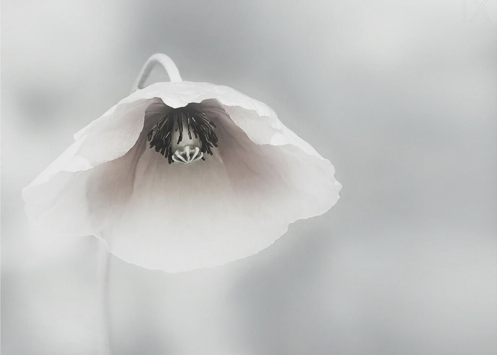 Ephemeral Beauty | Poster