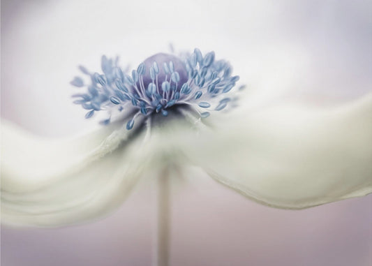 a n e m o n e | Poster