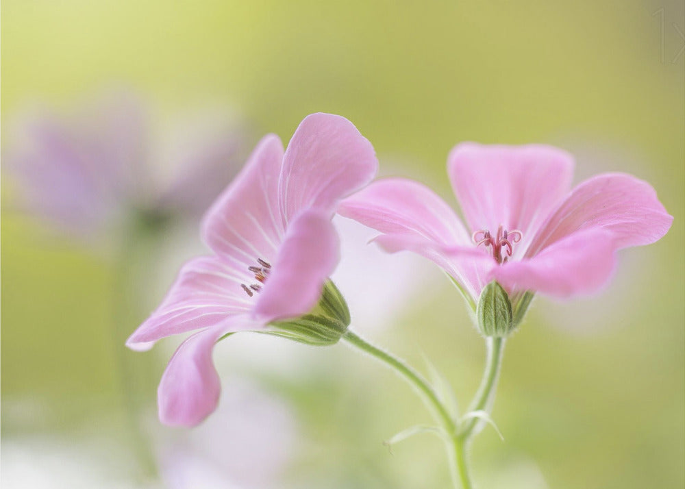 Pink Melody | Canvas