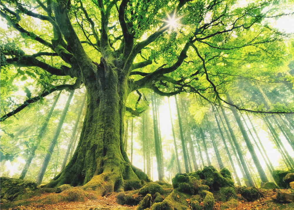 Ponthus' Beech | Poster