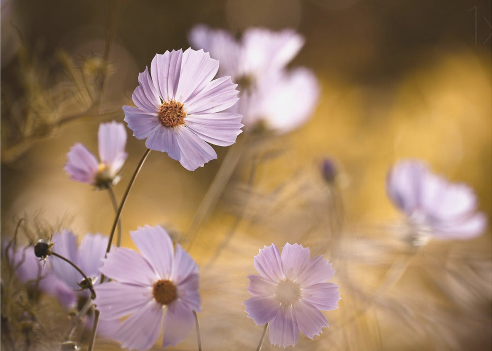 The Lion King | Poster