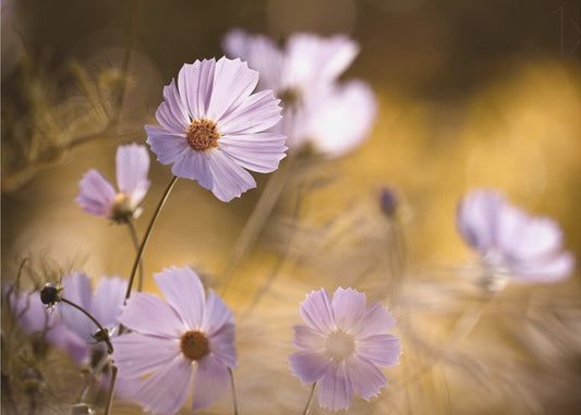 The Lion King | Poster