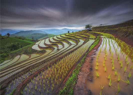 Unseen Rice Field | Poster