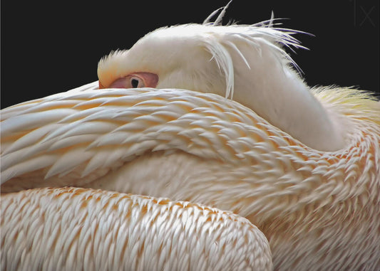 To be half asleep... | Poster