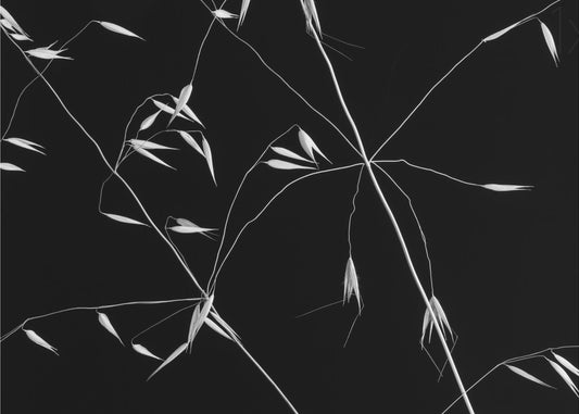 Crossed Lines | Canvas