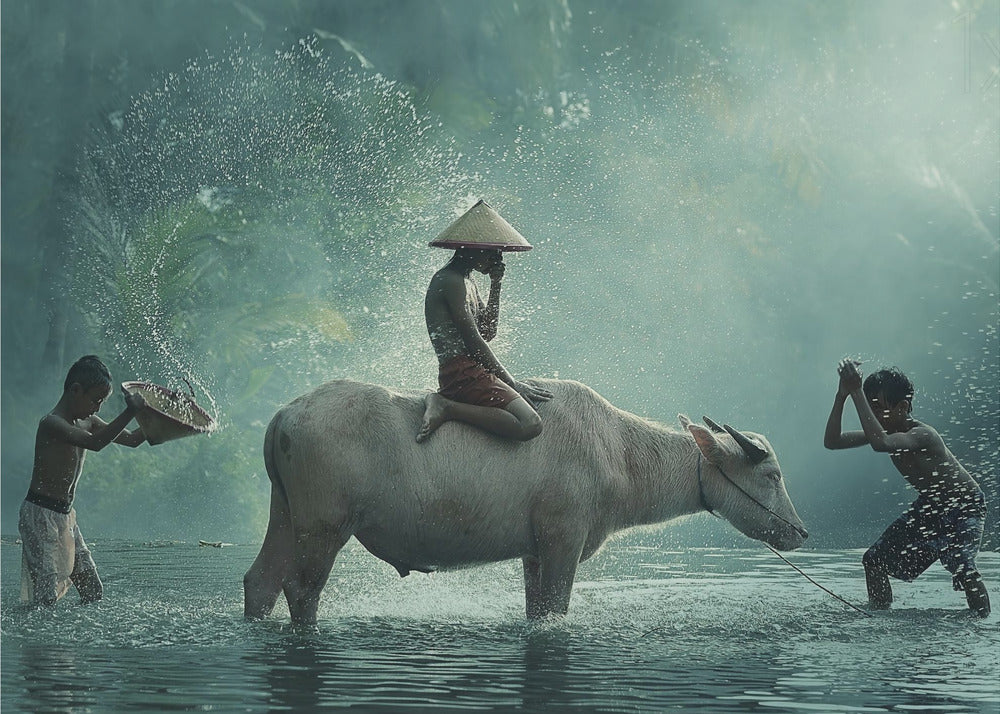 Water Buffalo | Poster