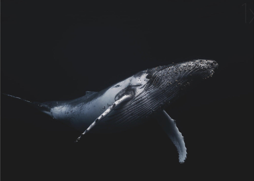 Black &amp; Whale | Canvas