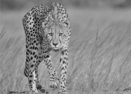 Focused predator | Canvas